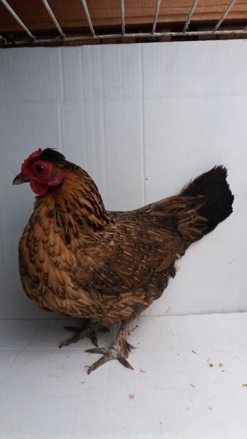 vanduta - De vanzare gainuse mi de flori