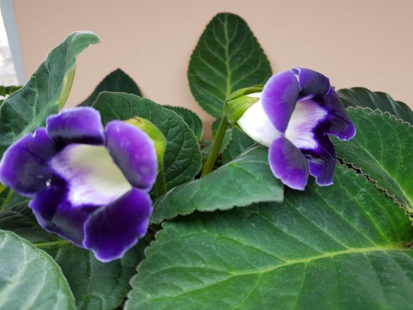 6-1 - gloxinia 2018