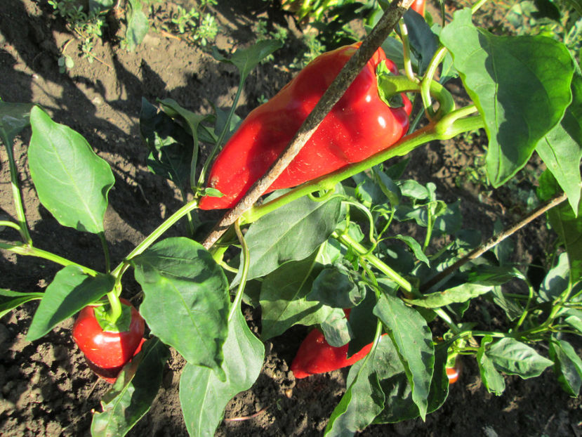  - Gradina cu legume-2017-acasa recolte 2018 - 2023