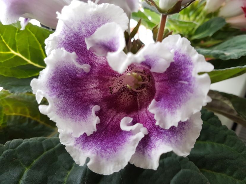 81 - gloxinia 2018