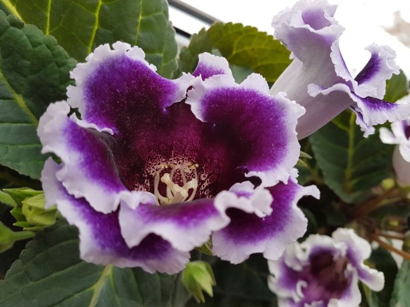  - gloxinia 2018