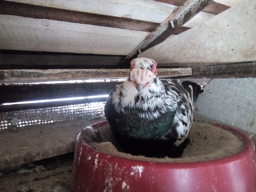 M 2017 - Indian german 2018