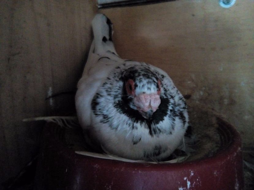 M 2017 - Indian german 2018