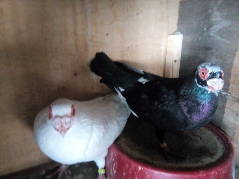 M 2017 F2017 - Indian german 2018