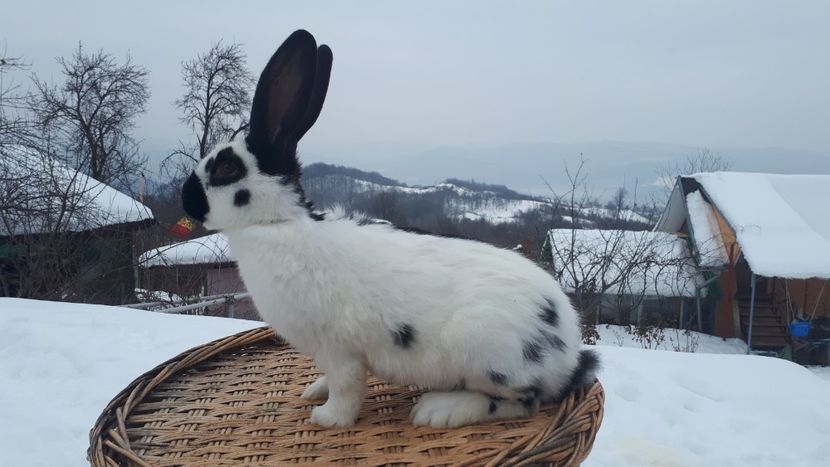 Aproape 4luni..4kg - Mascul3