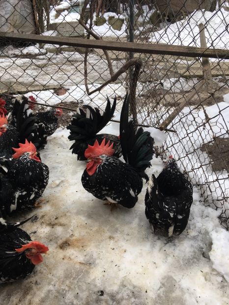 46E4B97D-AE42-4B51-AD57-BF6A0F5C7B84 - Chabo Bobat 2017 de vânzare