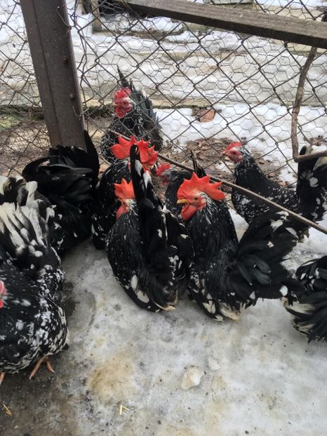 C6341E2D-5624-413D-B22D-12E443514BBD - Chabo Bobat 2017 de vânzare