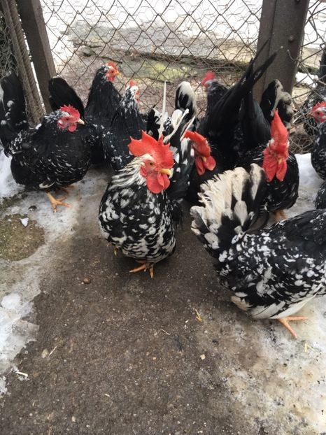 41CBE747-0724-413D-ABD6-FB6F50DFA09D - Chabo Bobat 2017 de vânzare