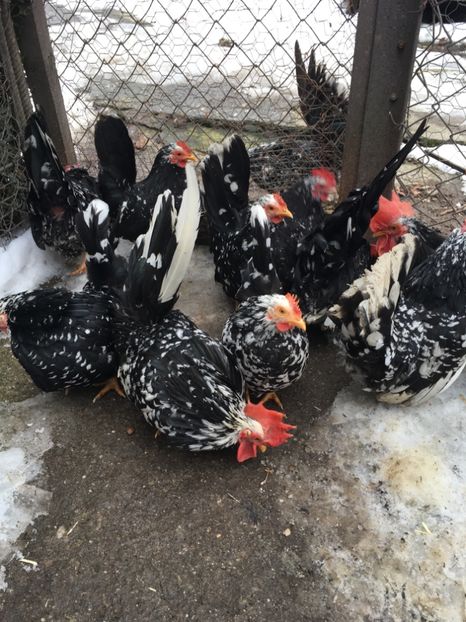 7E5EDA93-28F8-4293-88D9-A9E79A130133 - Chabo Bobat 2017 de vânzare