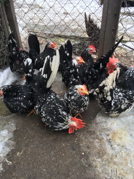 D4134672-A429-4F85-9450-50C33541CBE1 - Chabo Bobat 2017 de vânzare