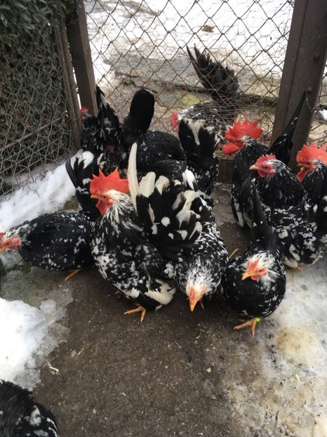 24DE57B5-AFAC-4112-9900-8887E2DC6F48 - Chabo Bobat 2017 de vânzare