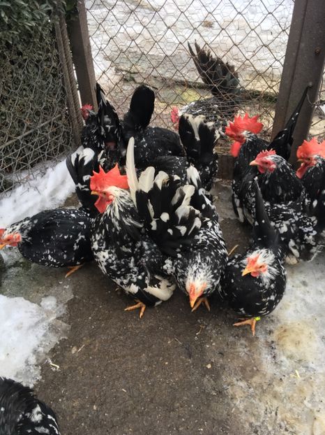 DF050FB3-5AB2-4257-9A61-D0349E830E32 - Chabo Bobat 2017 de vânzare