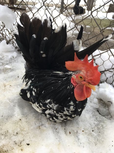 A2344F3B-8A99-4915-96AA-3D61E0A353FA - Chabo Bobat 2017 de vânzare