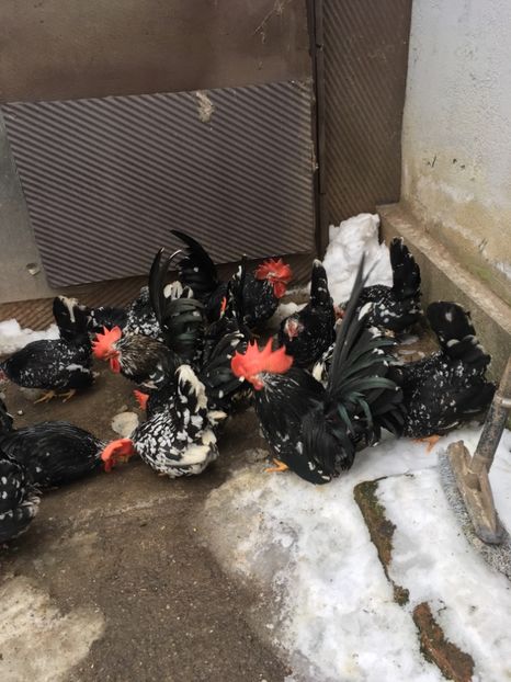 C92EE5DA-15F7-4D3C-AFFB-61D089E6D384 - Chabo Bobat 2017 de vânzare