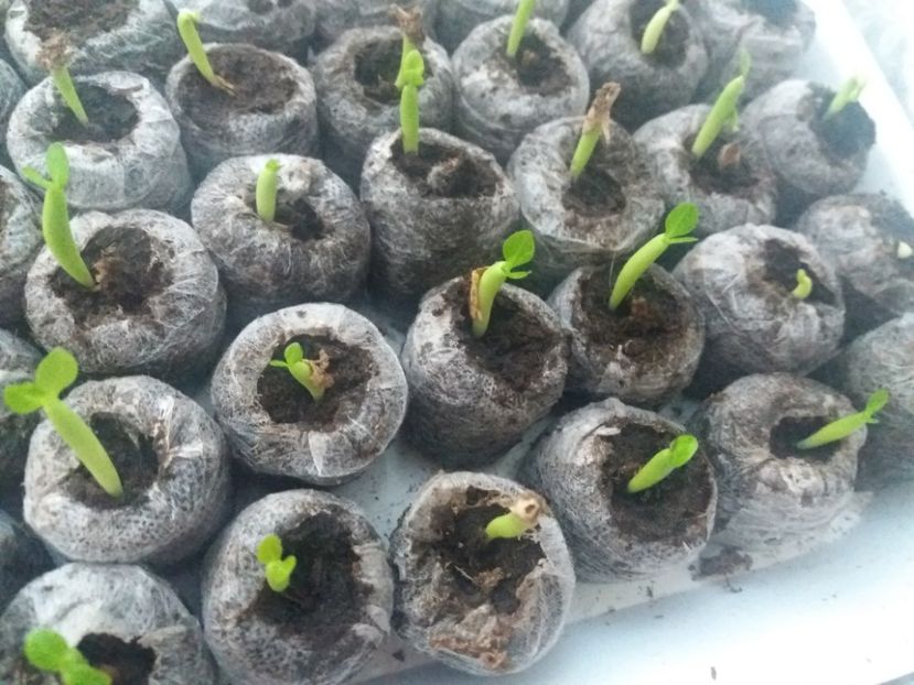 adenium germinare 100% - 1 inceput 2018