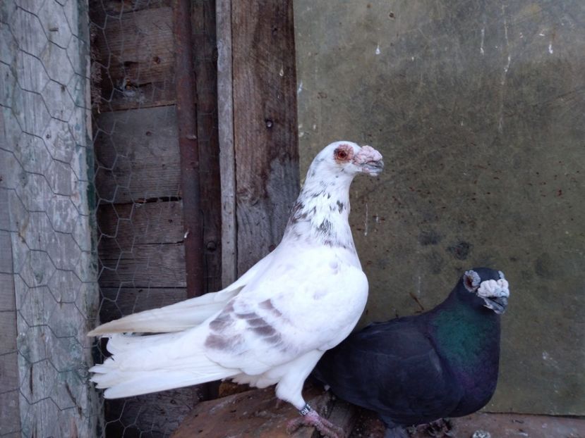  - dragon tineret 2017