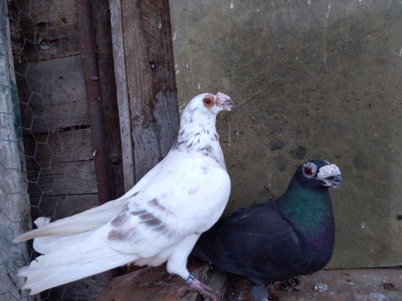  - dragon tineret 2017