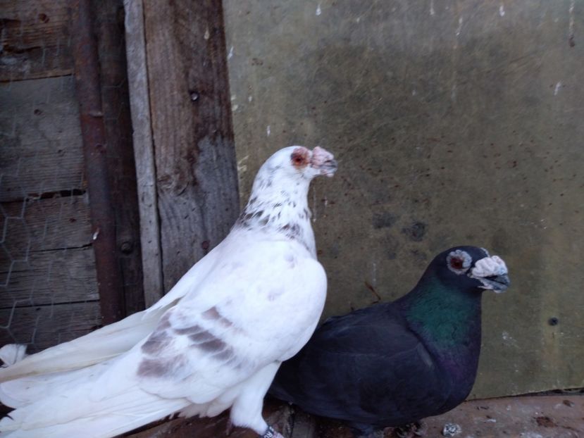  - dragon tineret 2017