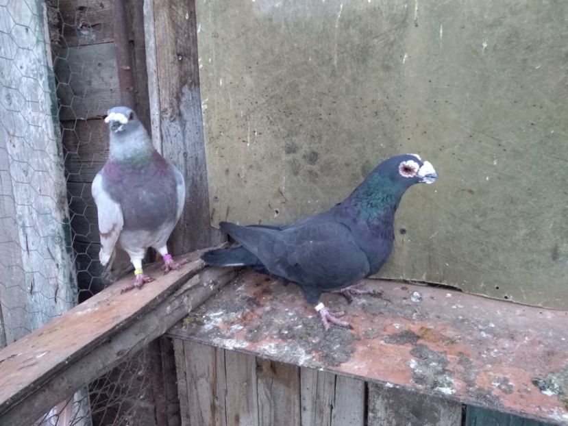  - dragon tineret 2017