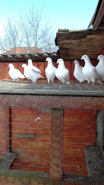  - Voiajori 2015-2022