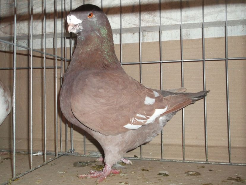  - MASCULI MATCA 2018