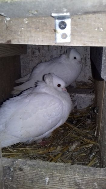 Albi - Kamaromi 2015-2023