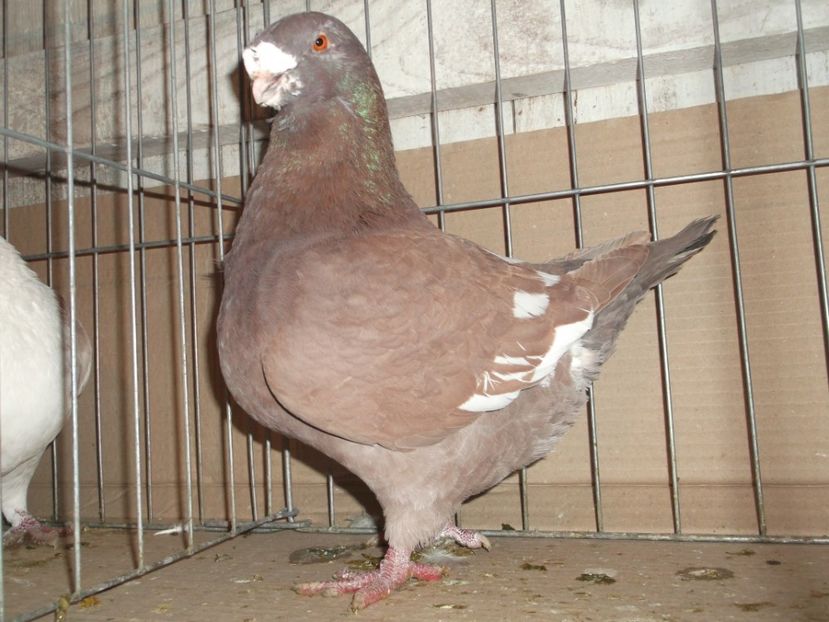 Masc 2012 - MASCULI MATCA 2018