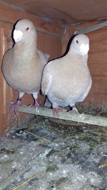 Perechea 4 - Germani 2015-2023