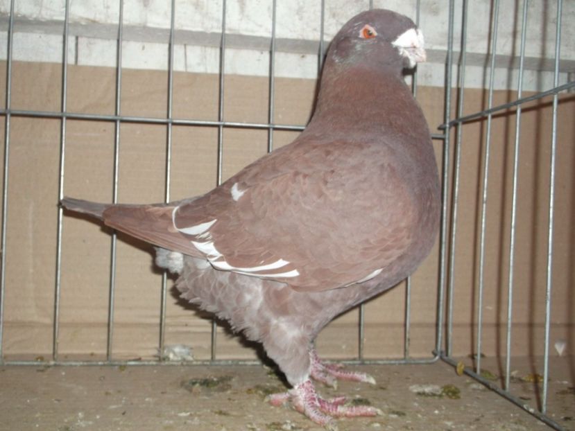 FIU 2014 - MASCULI MATCA 2018