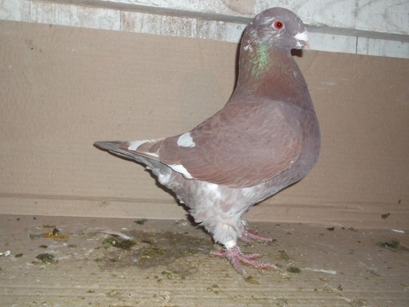 FICA 2015 CAMPIOANA BUCOV 2018 - MASCULI MATCA 2018