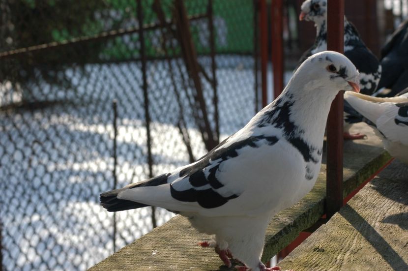 F-2017-150 lei - De vanzare Americani - AGH