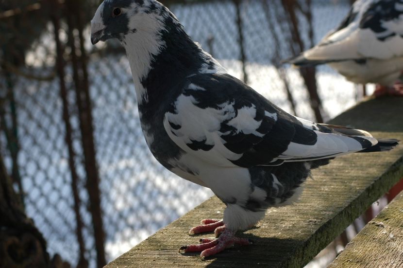 M-2017-150 lei - De vanzare Americani - AGH