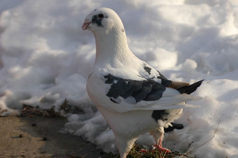 M-2017-100 lei - De vanzare Americani - AGH