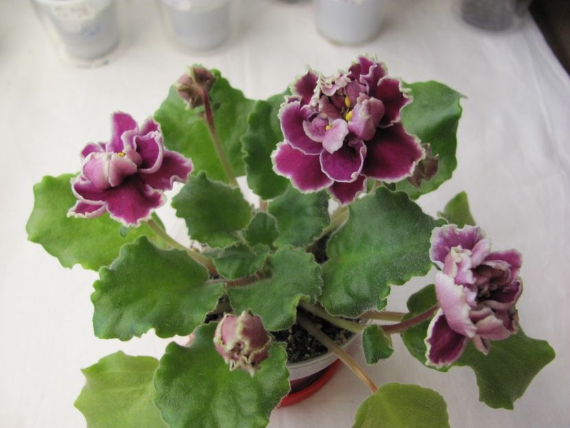  - ZZZZZLE Chateau Brion