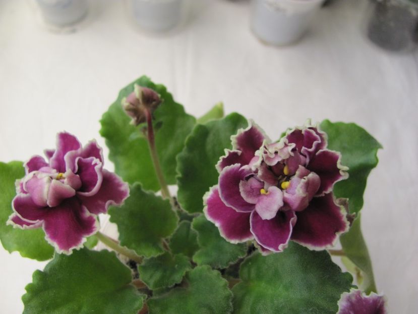  - ZZZZZLE Chateau Brion