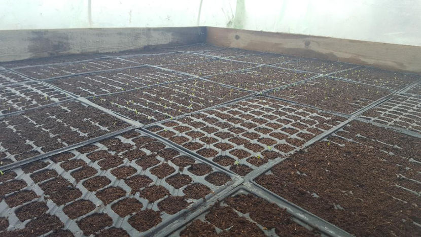 puisorii - Rasadnita 2018