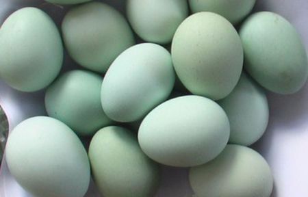 Green-shell-chicken-eggs-Table-Hatching-.jpg_350x350 - COMENZI OUA PENTRU INCUBAT 2018