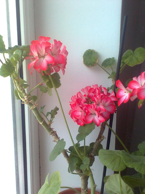  - MUSCATE -2017 - 2018