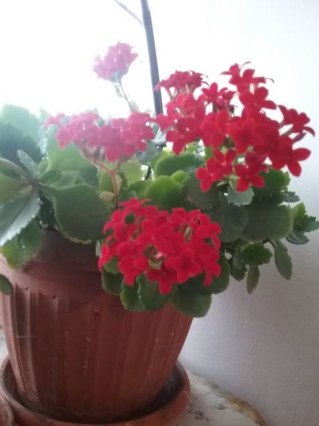  - Kalanchoe