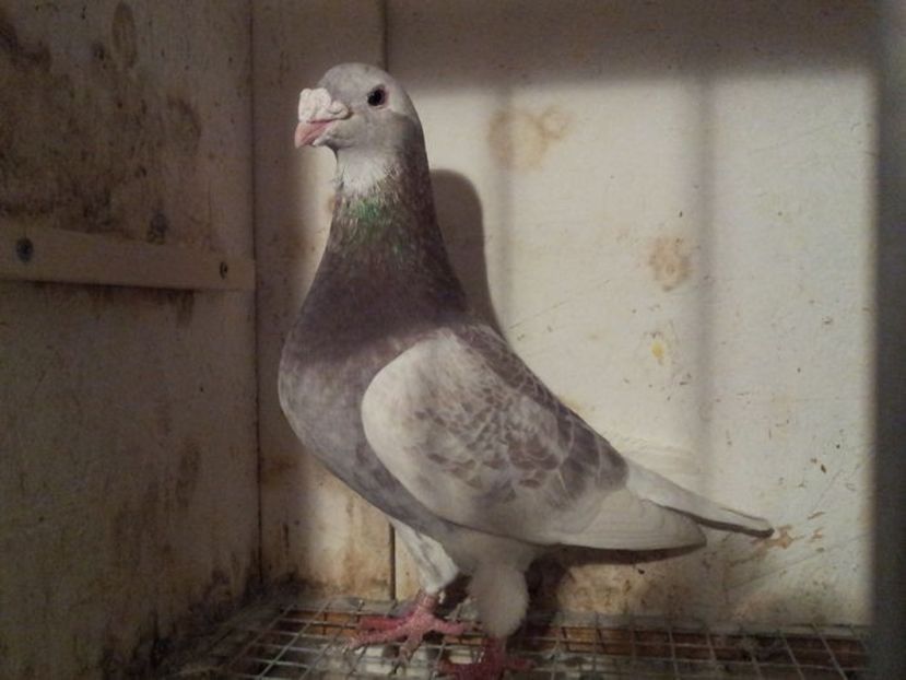 M 2012 - 01 DE VANZARE