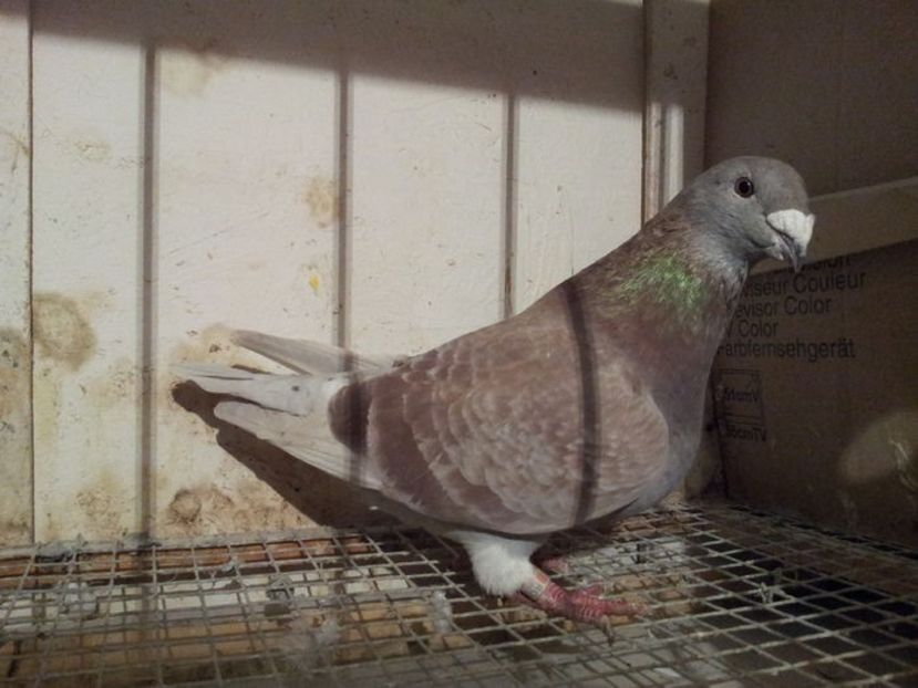 F 2014 - 01 DE VANZARE