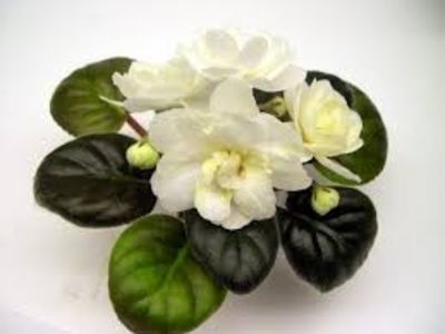 Imagine net - Warm Sunshine