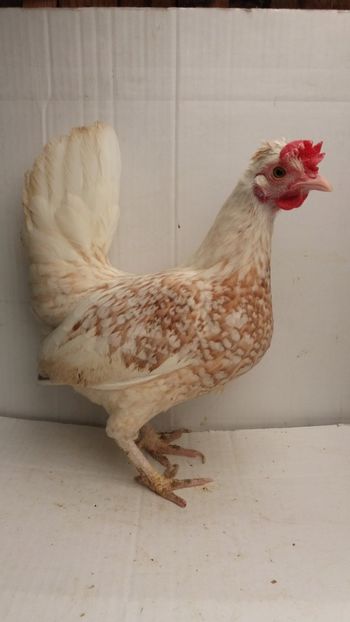 vanduta - De vanzare gainuse mi de flori