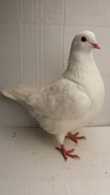 M 2017 vandut - De vanzare kingi