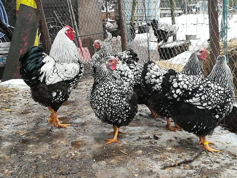  - WYANDOTTE ARGINTIU