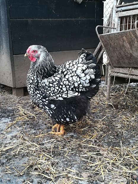  - WYANDOTTE ARGINTIU