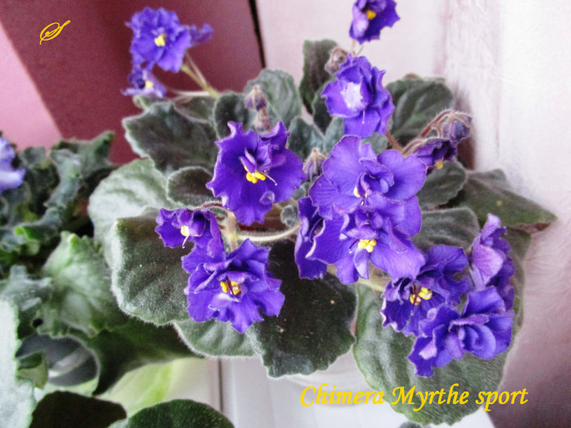 Chimera Myrthe sport(6-02-2018) - Violete 2018