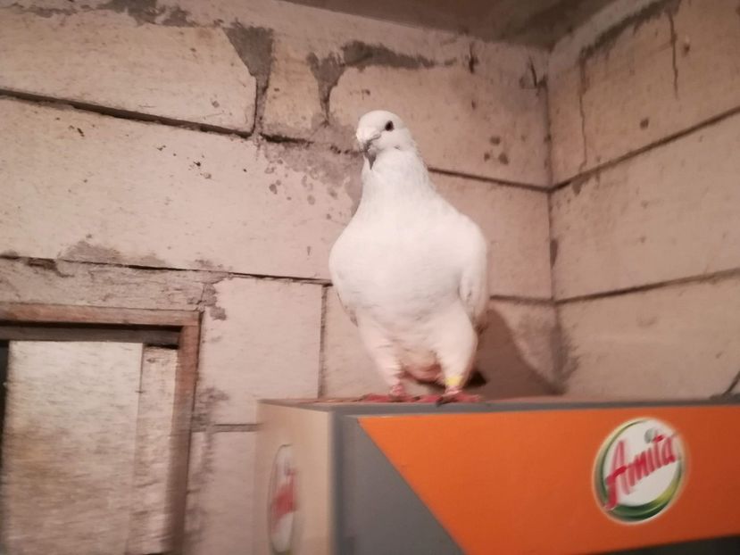 M 2017 - Masculi Matca