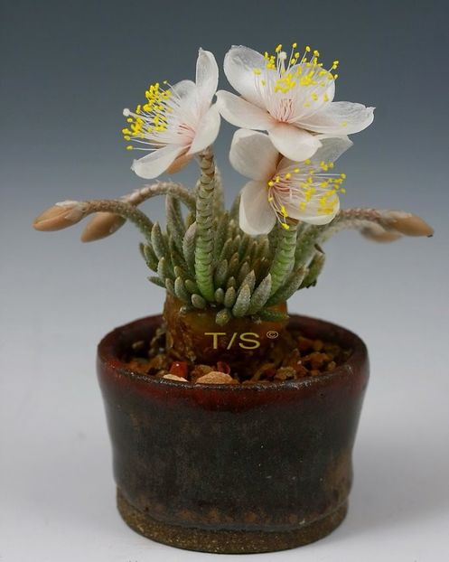 Kitoi - Avonia alstonii ssp. quinaria - Vase - aranjamente - accesorii