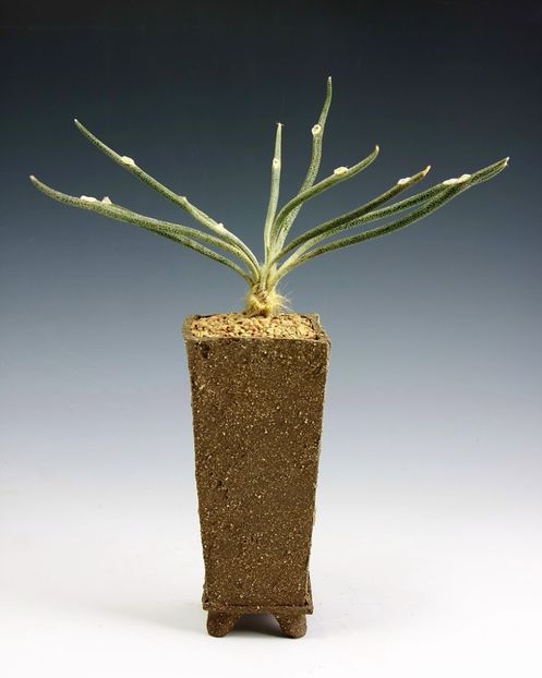 Kitoi - Digitostigma caput-medusae - Vase - aranjamente - accesorii